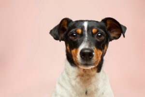 犬が息を吸う時に震えるのは病気のサイン? 考えられる10の原因