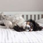 【バカ犬ほどかわいい】おもしろ画像や素朴な疑問を紹介