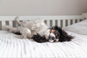 【バカ犬ほどかわいい】おもしろ画像や素朴な疑問を紹介