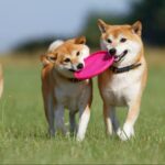 かわいい犬の写真が見たい！人気サイトまとめ【無料画像素材も】