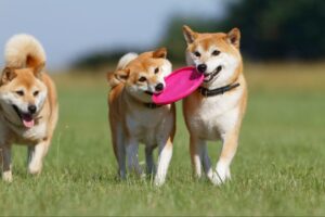 かわいい犬の写真が見たい!人気サイトまとめ【無料画像素材も】