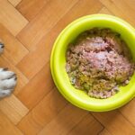 【無添加が人気】おすすめ国産ドッグフード5選!