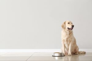犬に餌をあげないとどうなる? あげないでも大丈夫な日数