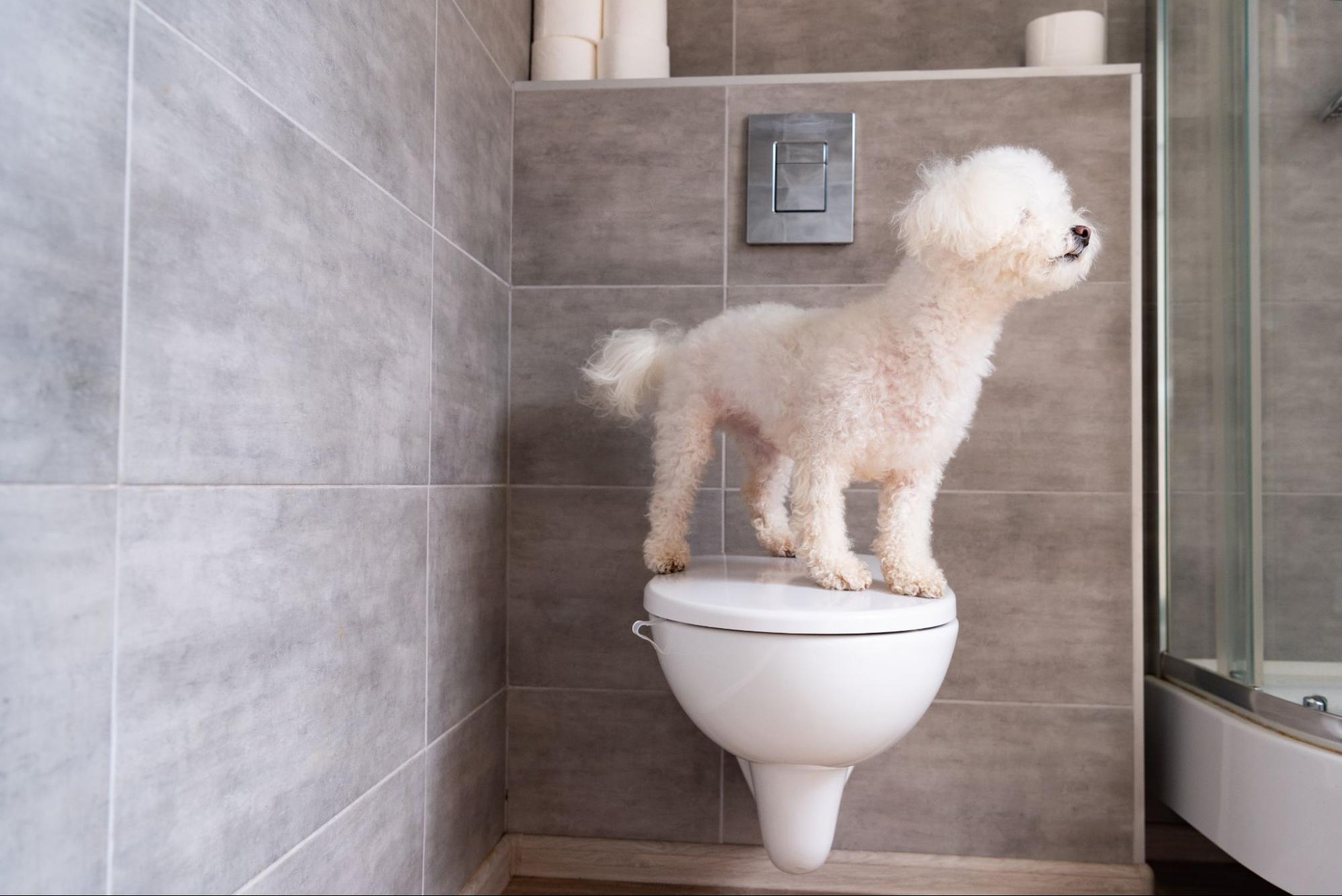 犬の自動トイレって? 掃除は楽になる? 特徴やポイントを紹介 イヌとわたし イヌとの暮らしを考えるメディア 犬の自動トイレって? 掃除は楽になる? 特徴やポイントを紹介 イヌとわたし イヌとの暮らしを考えるメディア