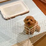 子犬のトイレトレーニング! サークル選びのポイントを3つ紹介