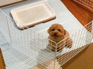 子犬のトイレトレーニング！ サークル選びのポイントを3つ紹介