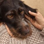 犬の耳が黒い原因は？ 病院に連れて行くべきなのか