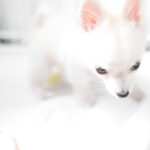 犬の自動トイレって? 掃除は楽になる? 特徴やポイントを紹介