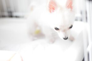 犬の自動トイレって? 掃除は楽になる? 特徴やポイントを紹介