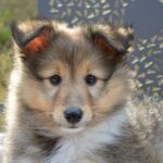 【犬の去勢時期】成犬では遅い? リスクやメリット・デメリット