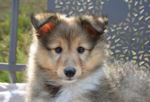 【犬の去勢時期】成犬では遅い? リスクやメリット・デメリット