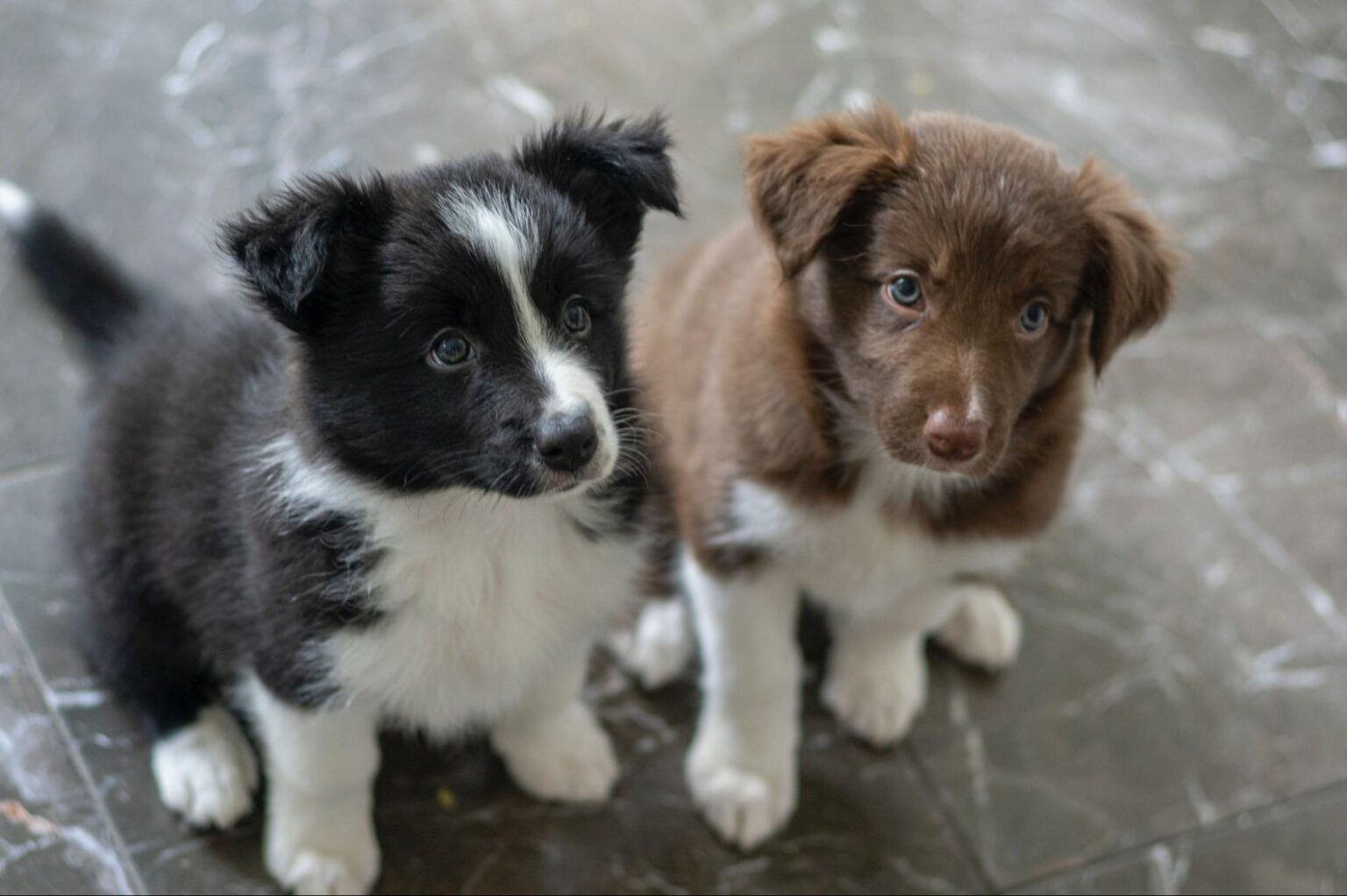 子犬がかわいいのはなぜ? 犬種ごとの子犬一覧 - イヌとわたし - イヌとの暮らしを考えるメディア