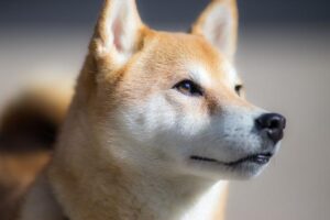 柴犬のトイレのしつけ(トレーニング)は大変? 3つのコツ