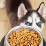 【犬のダイエット】食事はどう調整する? ヘルシーフードも紹介
