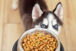 【犬のダイエット】食事はどう調整する? ヘルシーフードも紹介