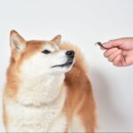ダイエット中の犬におすすめ! ヘルシーで人気のおやつランキング