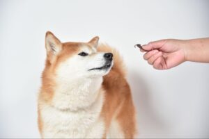 ダイエット中の犬におすすめ! ヘルシーで人気のおやつランキング