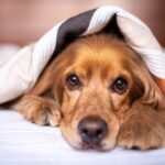 犬のアレルギー検査費用は? 料金の相場や検査手順を調査