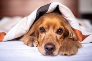 犬のアレルギー検査費用は? 料金の相場や検査手順を調査