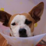 【犬の骨折】痛がらない時もある? 症状や治療について解説