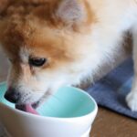 犬のご飯をあげる時間