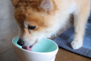 犬のご飯をあげる時間