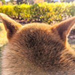 犬の耳毛のお手入れ・耳毛について