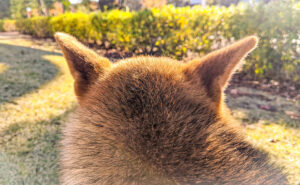 犬の耳毛のお手入れ・耳毛について