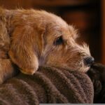 犬に元気がなく、食欲がない…。犬の病気やストレスについてご紹介