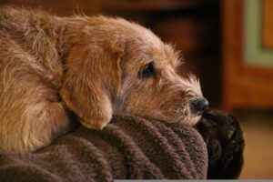 犬に元気がなく、食欲がない…。犬の病気やストレスについてご紹介