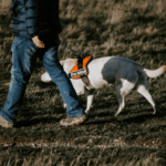 盲導犬について知ろう!可愛い一面も!