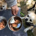 犬の餌のおすすめをライフステージ別にご紹介します!