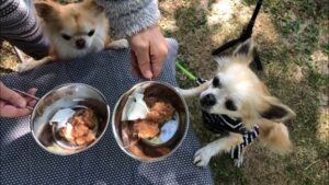 犬の餌のおすすめをライフステージ別にご紹介します!