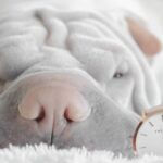 子犬のご飯の時間は何時がベスト?