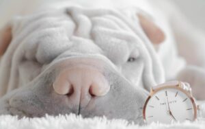 子犬のご飯の時間は何時がベスト?
