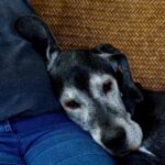 老犬だからこそ可愛い?長生きの秘訣をご紹介