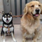 大型犬のトイレ事情!トレーからはみ出てしまう原因やしつけ方