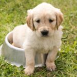 犬が餌を食べているときに触ると怒る!理由と対処方法