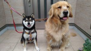 大型犬のトイレ事情！トレーからはみ出てしまう原因やしつけ方