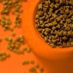犬の一回のご飯の量について