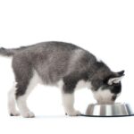 仔犬の餌はどれくらいの量が目安? 食事の回数や与え方