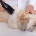 犬のカットを自宅でやるやり方・カットするときにおとなしくさせる方法