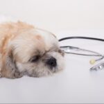 愛犬の去勢手術後の向き合い方について