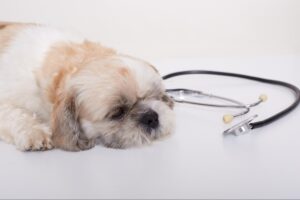 愛犬の去勢手術後の向き合い方について