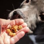 シニア犬(高齢犬・老犬)のドッグフードおすすめ8選!