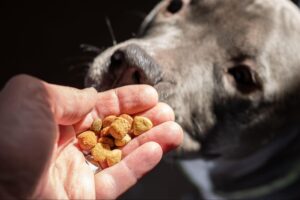 シニア犬(高齢犬・老犬)のドッグフードおすすめ8選!
