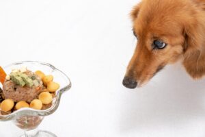 ドッグフードの選び方!口コミや評判に惑わされず、愛犬に合うドッグフードを選ぼう!