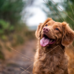 茶毛の犬にぴったりのお名前は!?