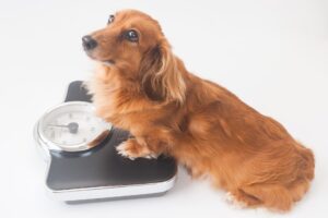 愛犬の健康のために!ダイエットに良い低脂肪ドッグフード!選ぶ基準、ポイントをご紹介!
