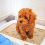 犬のトイレトレーの選び方!ポイントや注意点を紹介!